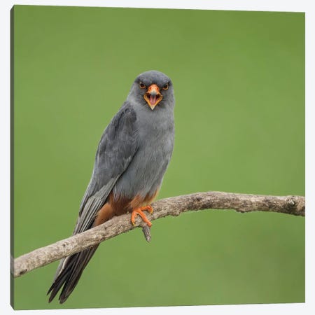Red Footed Falcon Screaming Canvas Print #PSM62} by Pascal De Munck Art Print