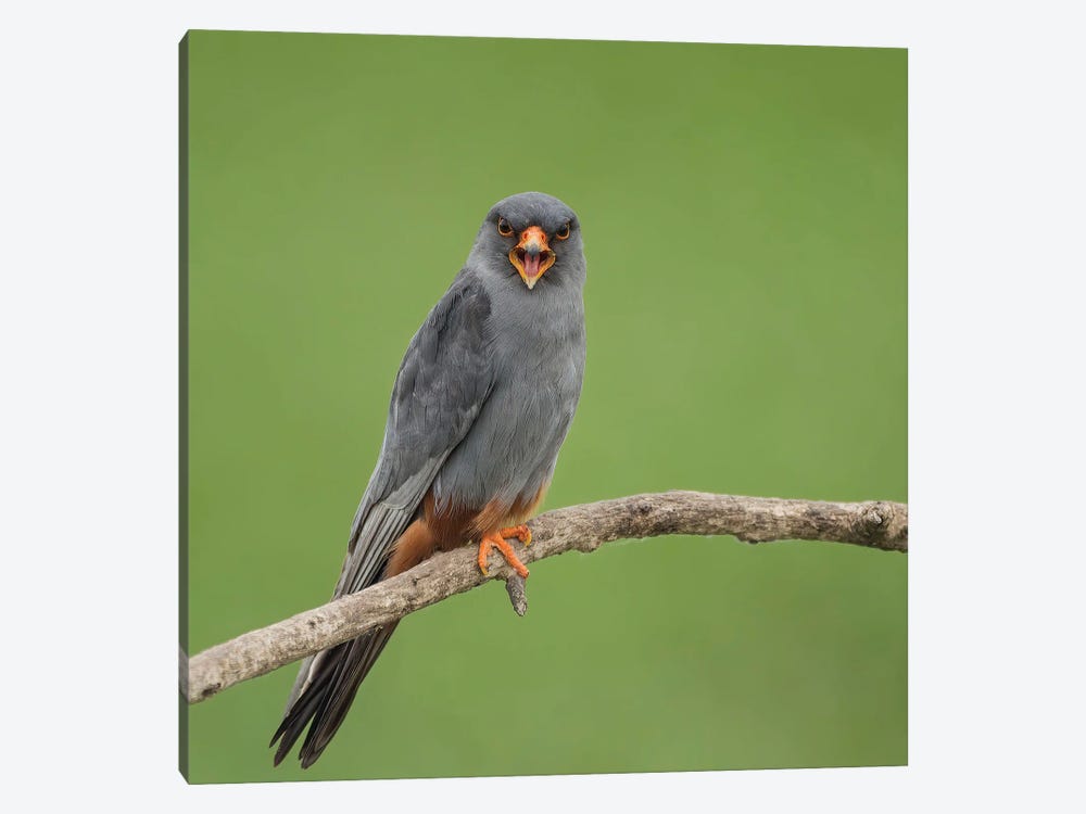 Red Footed Falcon Screaming by Pascal De Munck 1-piece Art Print