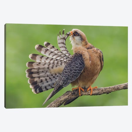 Red Footed Falcon Showing Tail Canvas Print #PSM63} by Pascal De Munck Canvas Print