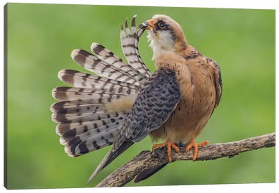 Red Footed Falcon Showing Tail Canvas Art Print - Celery