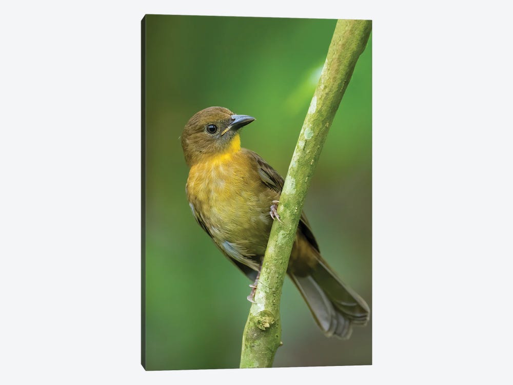 Red Throated Ant Tanager In Green by Pascal De Munck 1-piece Canvas Wall Art