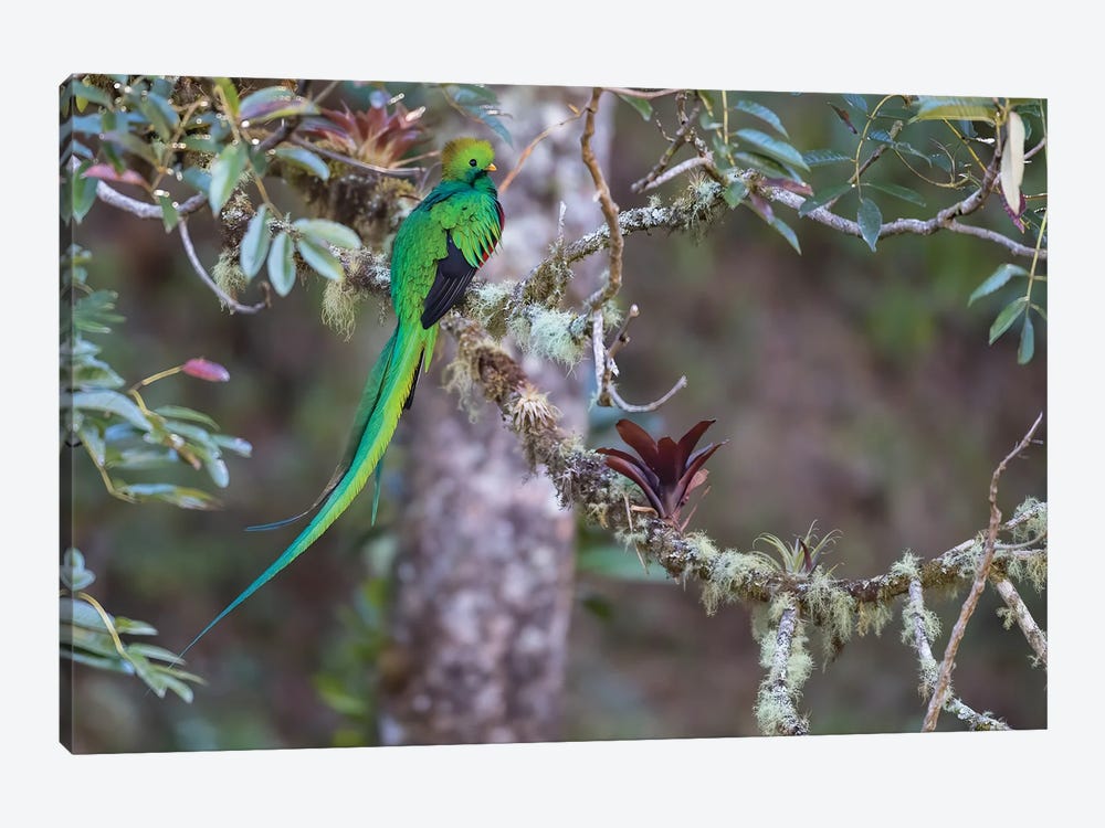 Resplendant Quetzal In Harmony With Environment by Pascal De Munck 1-piece Canvas Art Print