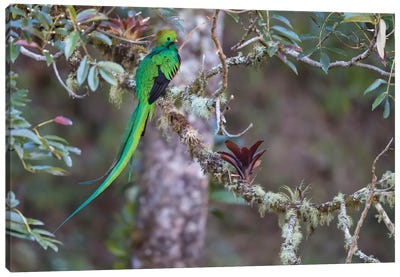 Resplendant Quetzal In Harmony With Environment Canvas Art Print - Pascal De Munck