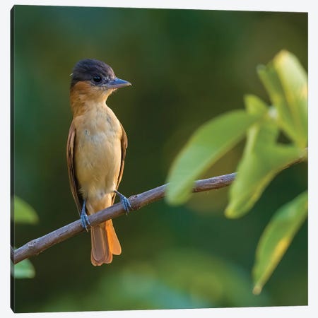 Rose Throated Becard On Branch Canvas Print #PSM68} by Pascal De Munck Art Print