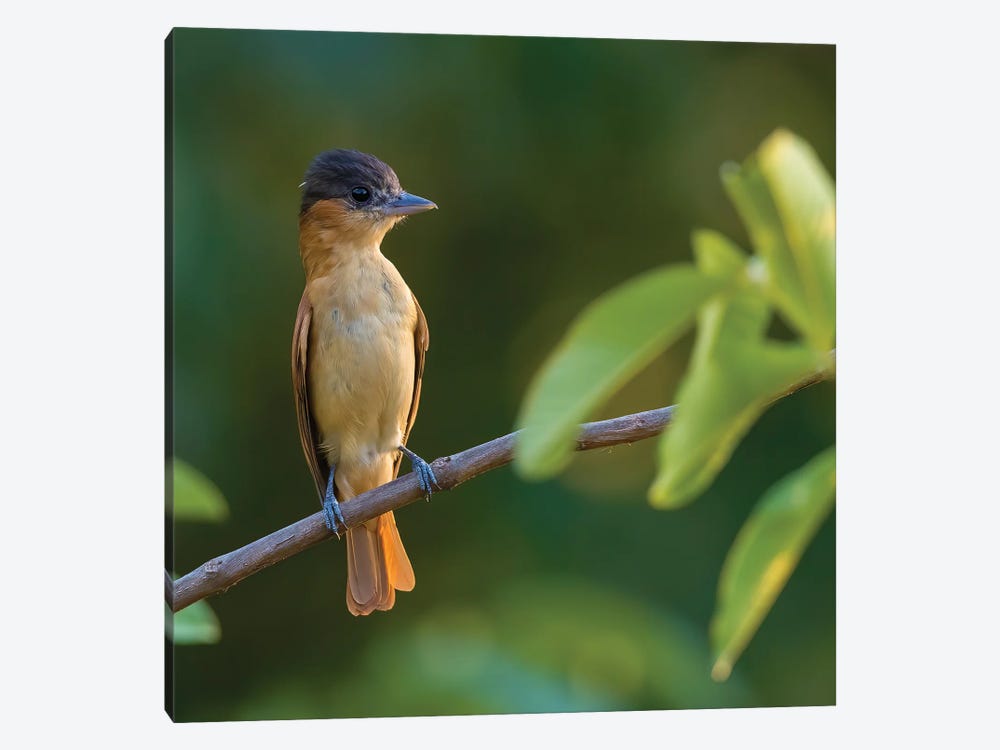 Rose Throated Becard On Branch by Pascal De Munck 1-piece Canvas Print