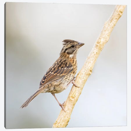 Rufous Collared Sparrow On Branch Canvas Print #PSM69} by Pascal De Munck Art Print