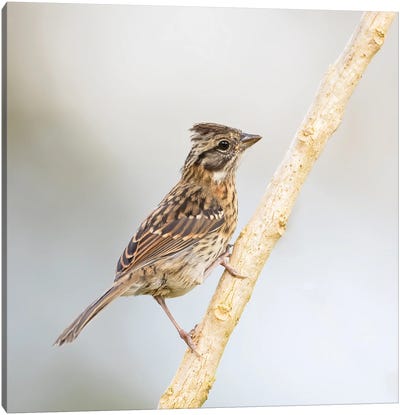 Rufous Collared Sparrow On Branch Canvas Art Print - Sparrow Art