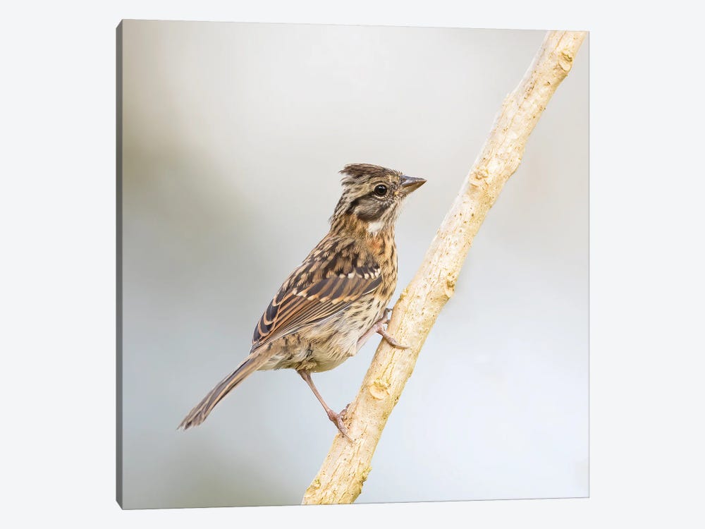 Rufous Collared Sparrow On Branch by Pascal De Munck 1-piece Canvas Art