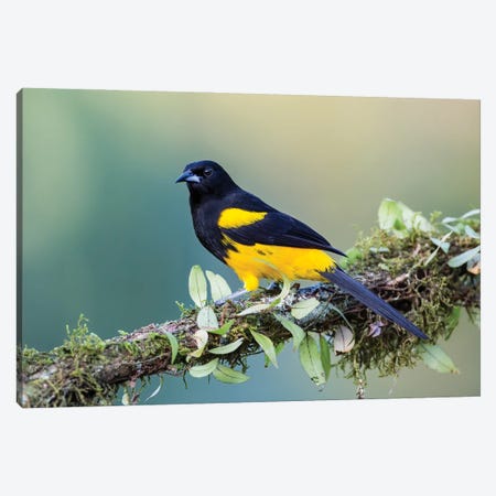 Black Cowled Oriole Looking In Camera Canvas Print #PSM6} by Pascal De Munck Art Print