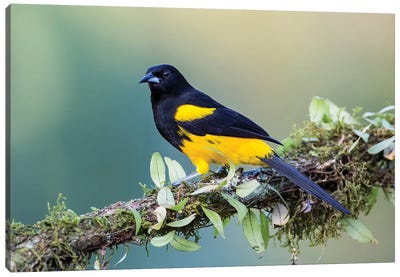 Black Cowled Oriole Looking In Camera Canvas Art Print - Pascal De Munck
