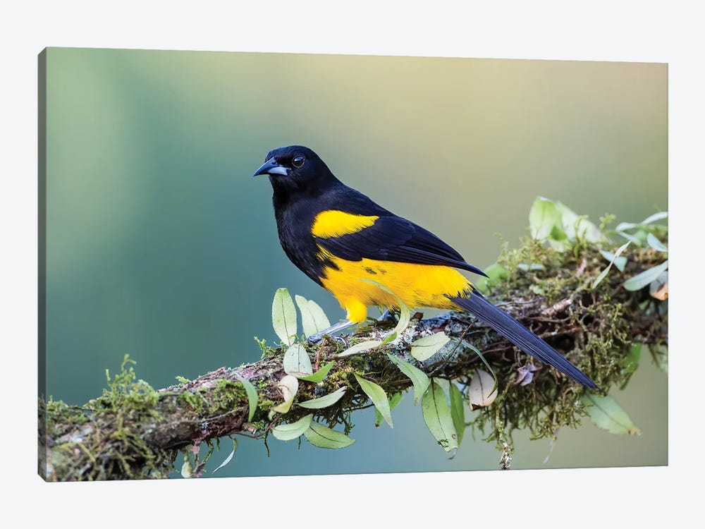 Black Cowled Oriole Looking In Camera by Pascal De Munck 1-piece Canvas Print