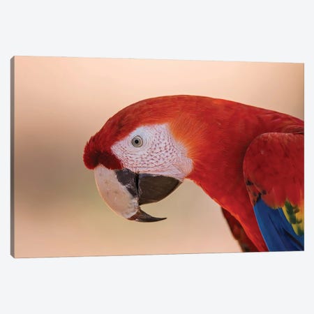 Scarlet Macaw Portrait Canvas Print #PSM70} by Pascal De Munck Canvas Artwork