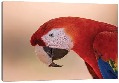 Scarlet Macaw Portrait Canvas Art Print - Pascal De Munck
