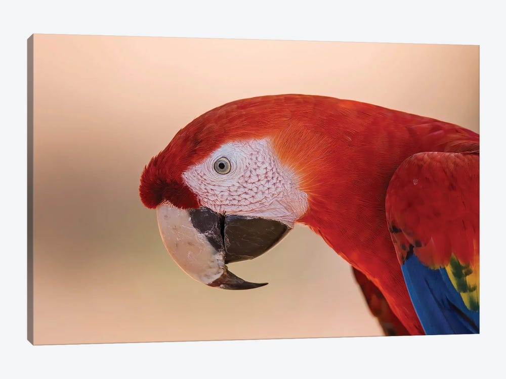 Scarlet Macaw Portrait by Pascal De Munck 1-piece Canvas Art