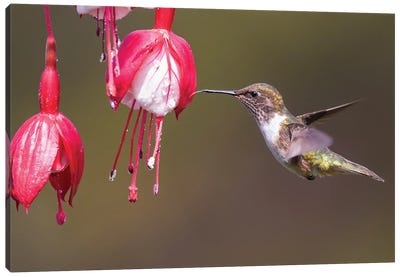 Scintilliant Hummingbird Drinking Canvas Art Print - Pascal De Munck