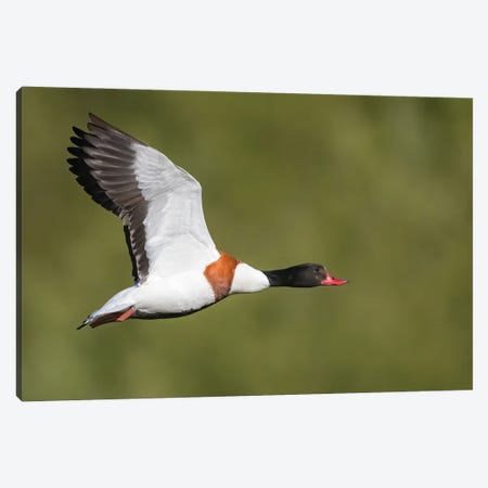Shelduck Flying By Canvas Print #PSM72} by Pascal De Munck Canvas Wall Art