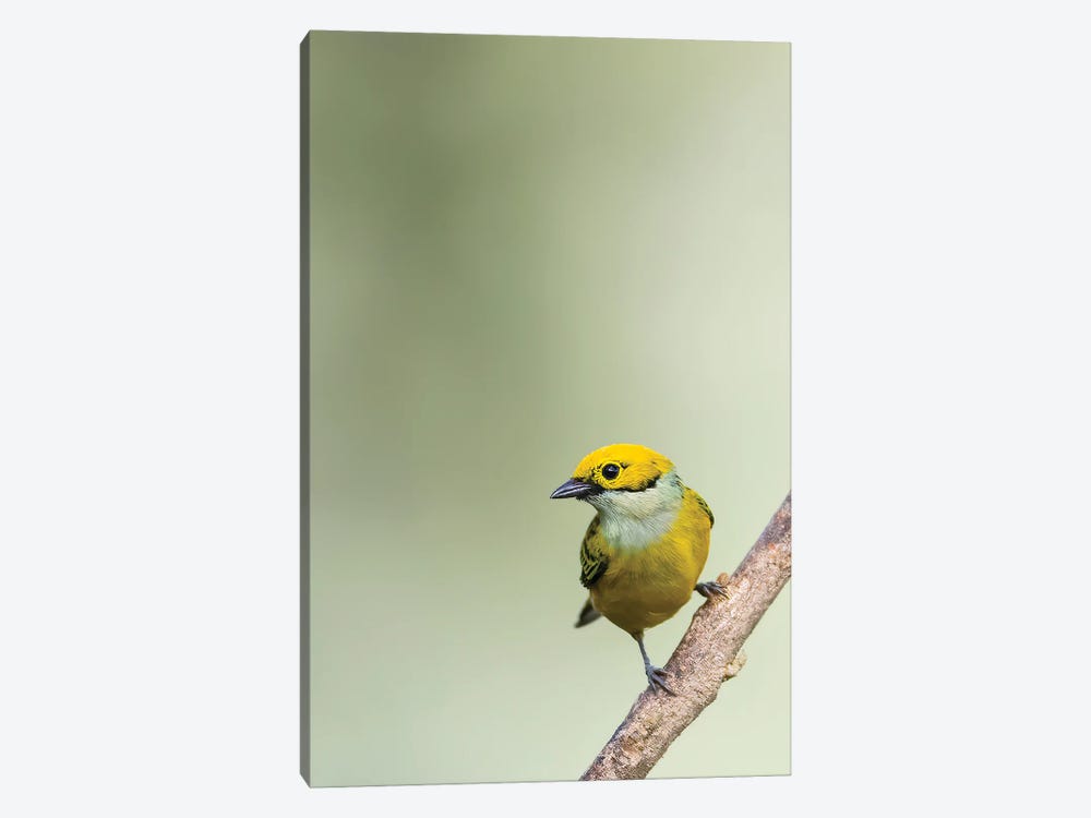Silverthroated Tanager On A Branch by Pascal De Munck 1-piece Canvas Print