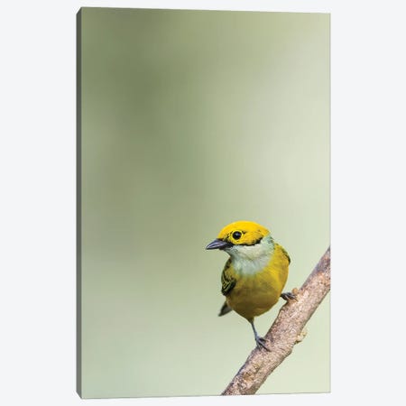 Silverthroated Tanager On A Branch Canvas Print #PSM73} by Pascal De Munck Canvas Art
