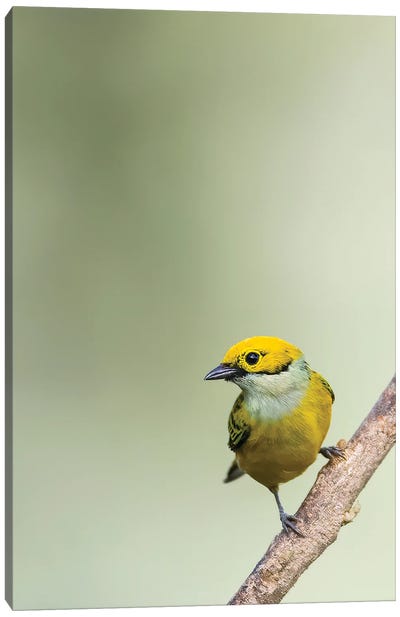 Silverthroated Tanager On A Branch Canvas Art Print