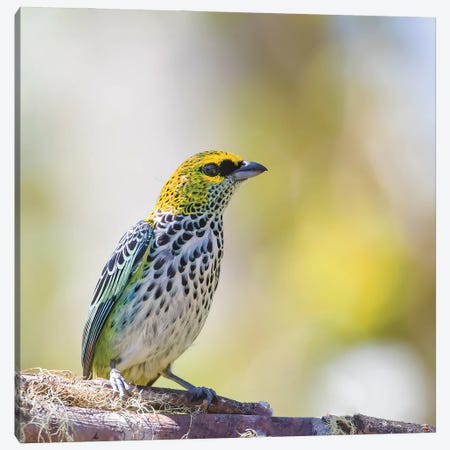 Speckled Tanager In Speckled Background Canvas Print #PSM76} by Pascal De Munck Canvas Art Print