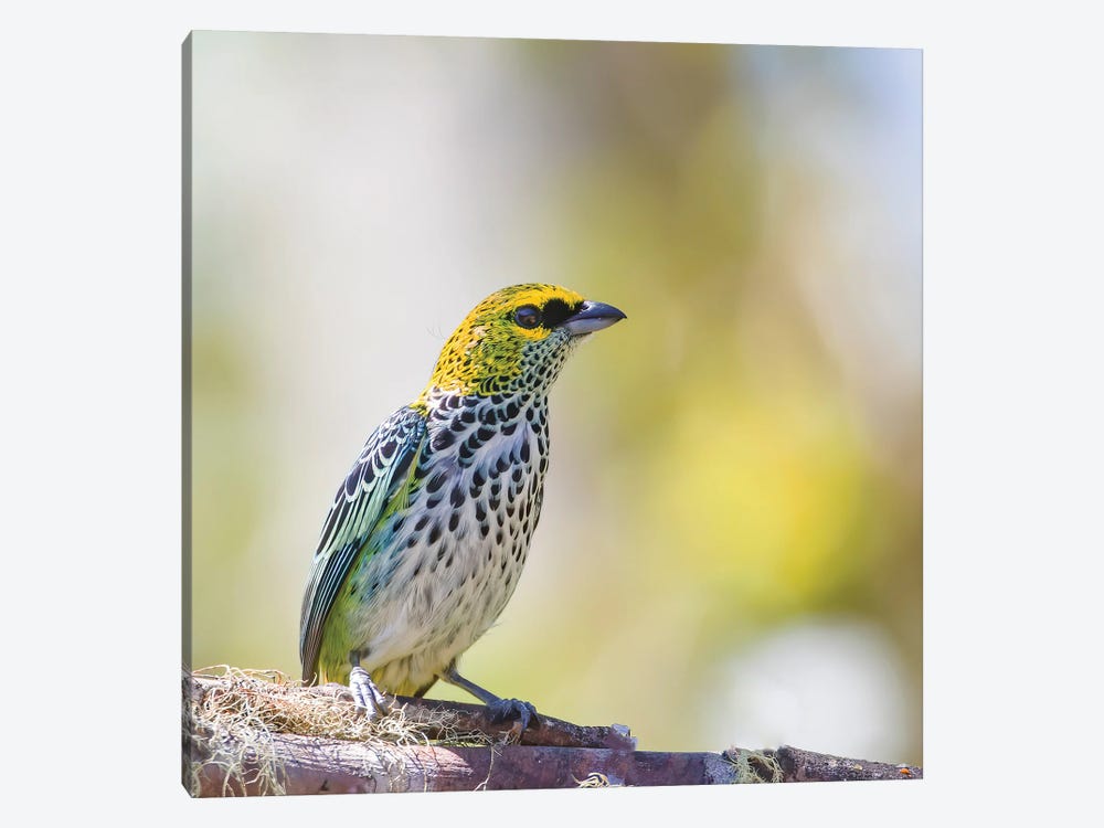 Speckled Tanager In Speckled Background by Pascal De Munck 1-piece Canvas Wall Art