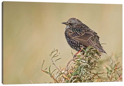 Starling On Top Of A Bush Canvas Art Print