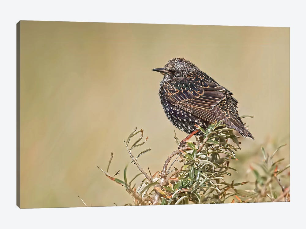 Starling On Top Of A Bush by Pascal De Munck 1-piece Art Print
