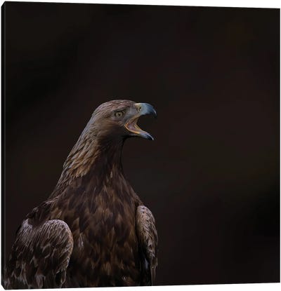 Golden Eagle The Scream Canvas Art Print - Pascal De Munck
