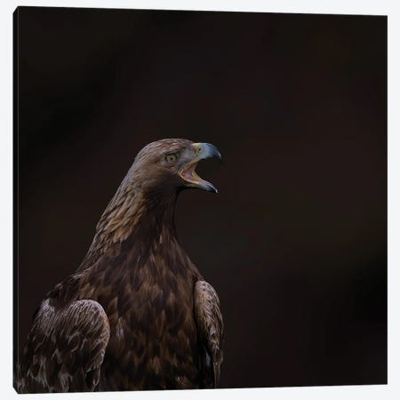 Golden Eagle The Scream Canvas Print #PSM78} by Pascal De Munck Canvas Art