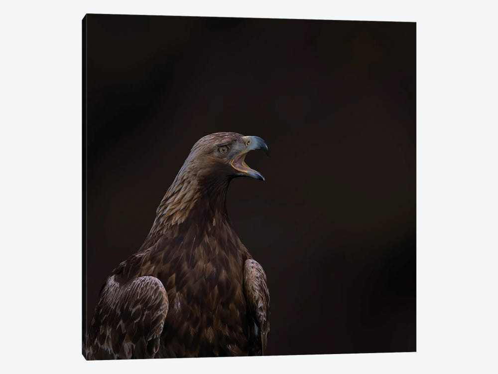 Golden Eagle The Scream by Pascal De Munck 1-piece Canvas Artwork