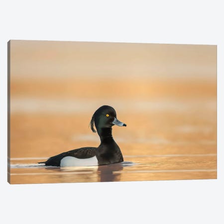 Tufted Duck In Sunrise Canvas Print #PSM80} by Pascal De Munck Art Print