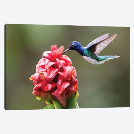 White Necked Jacobin Drinking Canvas Print #PSM82} by Pascal De Munck Canvas Print