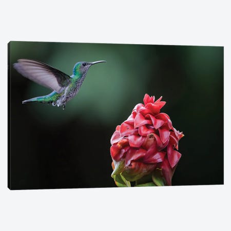 White Necked Jacobin Coming To Flower Canvas Print #PSM83} by Pascal De Munck Canvas Art Print