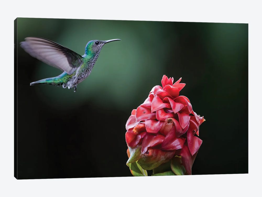 White Necked Jacobin Coming To Flower by Pascal De Munck 1-piece Canvas Wall Art