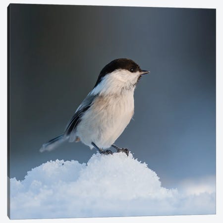 Willow Tit In The Snow Canvas Print #PSM84} by Pascal De Munck Canvas Wall Art