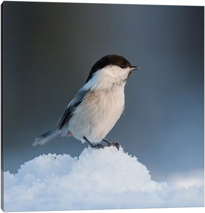 Willow Tit In The Snow Canvas Art Print
