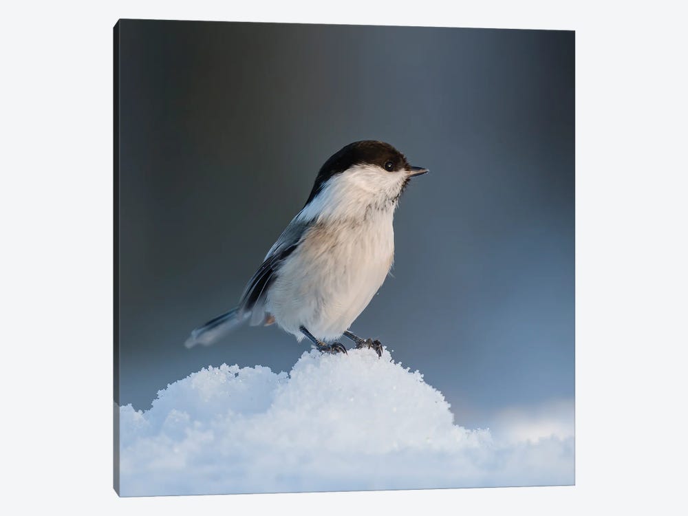 Willow Tit In The Snow by Pascal De Munck 1-piece Canvas Art Print