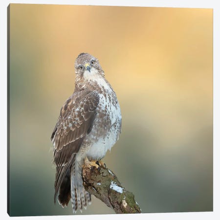 Eurasian Buzzard On A Branch Watching Straight At Me Canvas Print #PSM86} by Pascal De Munck Canvas Artwork