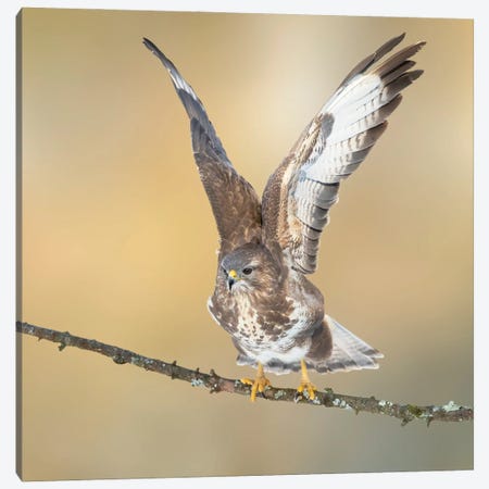 Eurasian Buzzard On A Branch Wings Up And Open Canvas Print #PSM93} by Pascal De Munck Canvas Art
