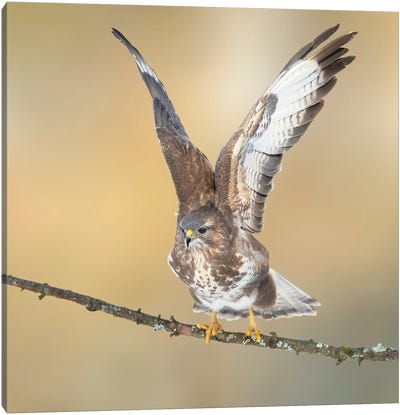 Eurasian Buzzard On A Branch Wings Up And Open Canvas Art Print - Pascal De Munck