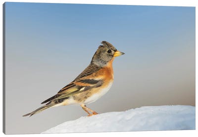Brambling Proud Walking Around On The Ground In The Snow And Bly Sky Canvas Art Print - Pascal De Munck