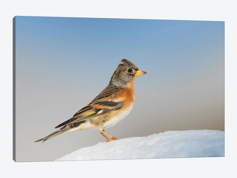 Brambling Proud Walking Around On The Ground In The Snow And Bly Sky by Pascal De Munck 1-piece Canvas Wall Art
