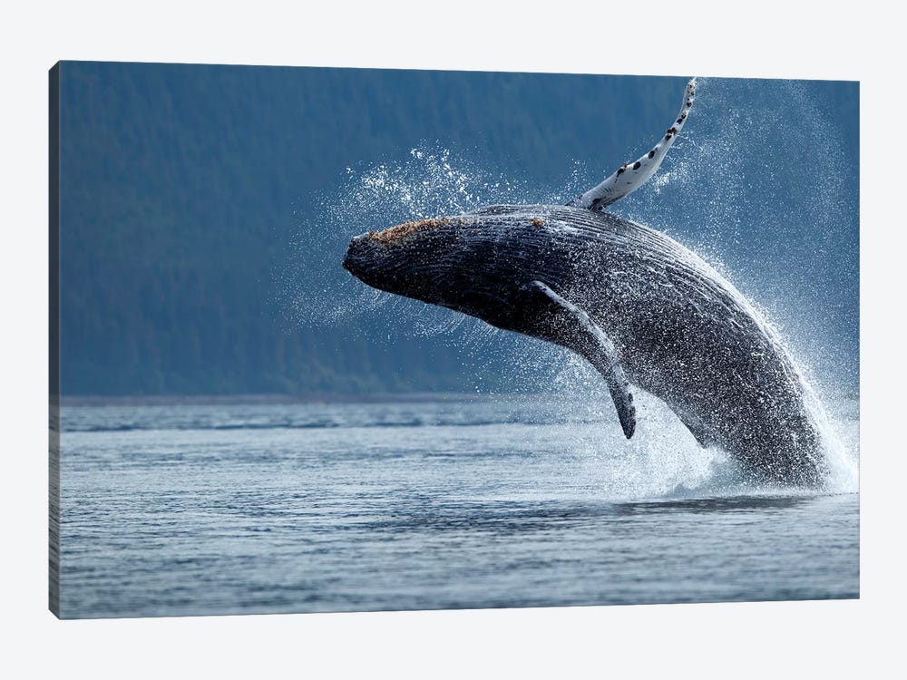 Breaching Humpback Whale, Chatham Strait, Alaska, USA by Paul Souders 1-piece Canvas Print