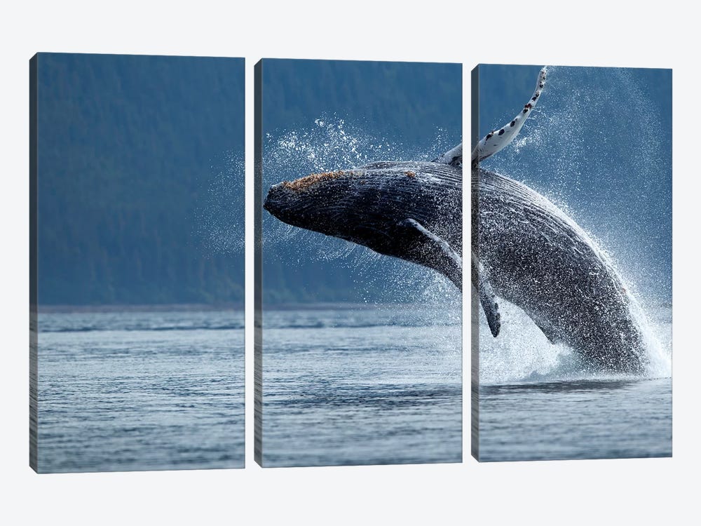 Breaching Humpback Whale, Chatham Strait, Alaska, USA by Paul Souders 3-piece Art Print