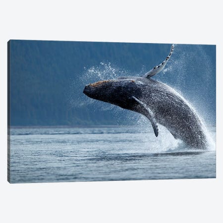 Breaching Humpback Whale, Chatham Strait, Alaska, USA Canvas Print #PSO10} by Paul Souders Canvas Artwork