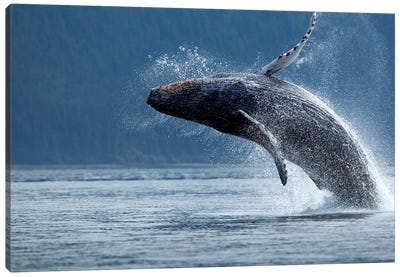 Breaching Humpback Whale, Chatham Strait, Alaska, USA Canvas Art Print - Whale Art