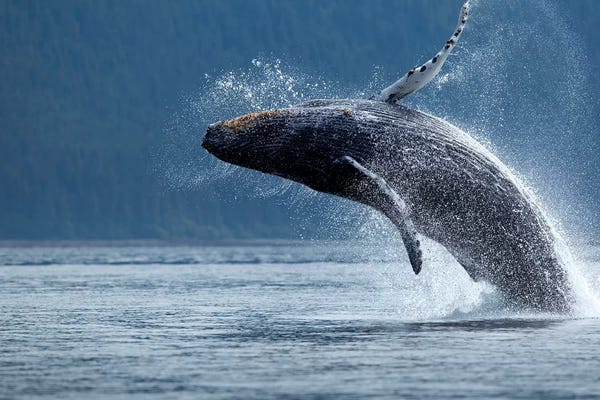 Whales: Breaching Humpback Whale, Chatham Strait, Alaska, USA by Paul Souders