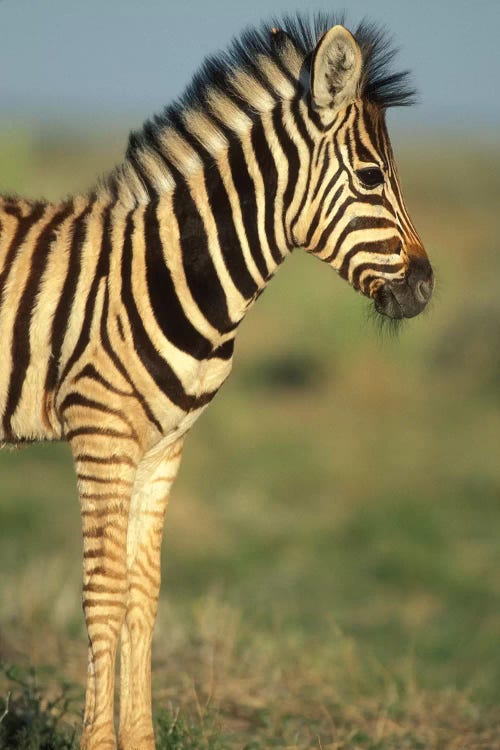 Young Plains Zebra In Desert, Namibia, Etosha National Park.