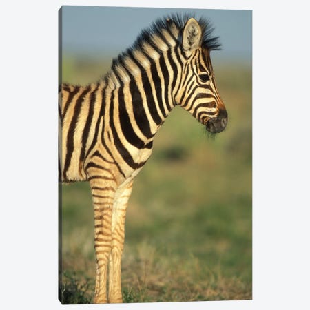 Young Plains Zebra In Desert, Namibia, Etosha National Park. Canvas Print #PSO15} by Paul Souders Canvas Print