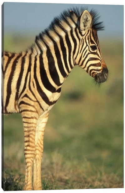 Young Plains Zebra In Desert, Namibia, Etosha National Park. Canvas Art Print - Namibia